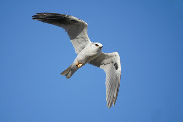 White-tailed Kite, San Diego, California