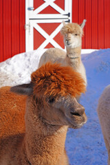 Fototapeta premium Winter view of furry alpaca in the snow in a farm in New Jersey in front of red barn door