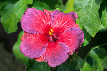 Chinese hibiscus, USA