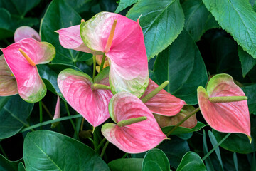 Anthurium, USA