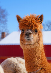 Winter view of furry alpaca in the snow in a farm in New Jersey in front of red barn door