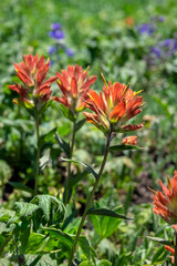 Indian paintbrush wildflower, USA