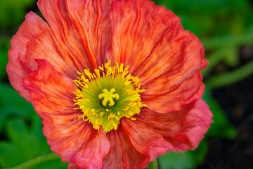 Orange poppy