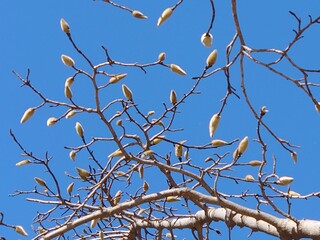 branches against sky