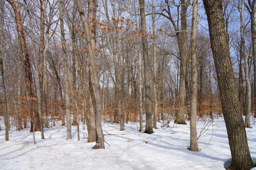 Fresh snow in the woods after a snowfall in New Jersey