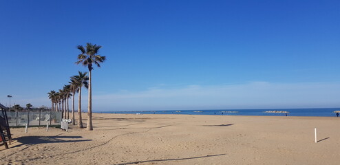 trees on the beach