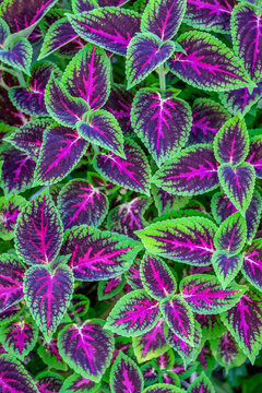 Coleus Plant