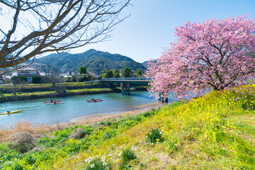 Obraz premium みなみの桜と菜の花まつり