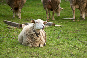 Naklejka na ściany i meble little white sheep on an orange leash looking at the camera with unfocused green background. sheep in the field looking at the camera happy. wild animals in galicia farm animals free