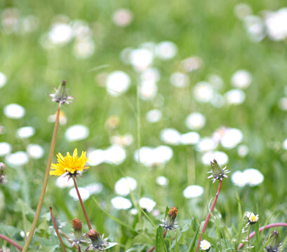 Yellow daisy in focus in defocused green tone with white flowers. flowers in the field yellow flower with blur background