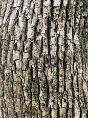 wood background