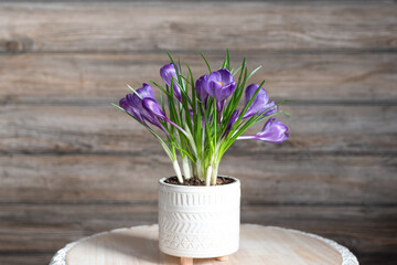 Bright cheerful purple crocus plant - spring decor