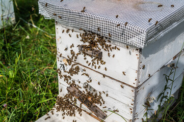 Bees crawling at the entrance to the hive, bee family. Bees flying around the beehives in the apiary.