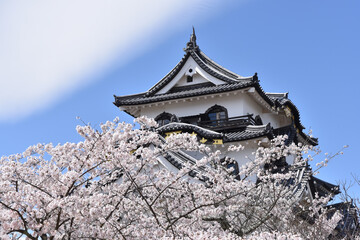 春の彦根城　天守閣　滋賀県彦根市