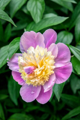 Pink and pale yellow Peony, USA