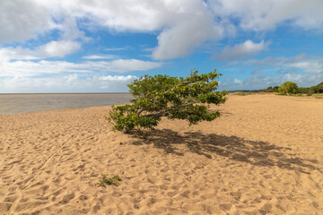 Small tree in a Beach in Lagoa do Patos lake