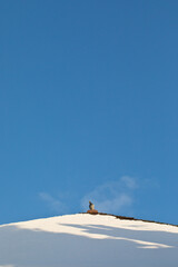 Fototapeta premium Pigeon on a snow covered roof in winter
