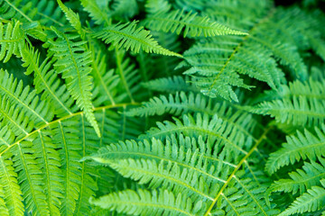 Fototapeta na wymiar Green fern, USA