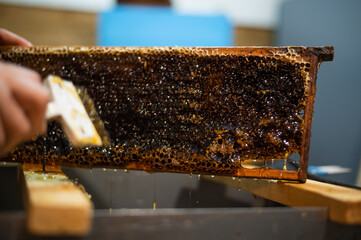 Uncovering the honeycombs with the scraper by hand, honey harvest.