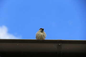 雨樋の縁に乗っているスズメ