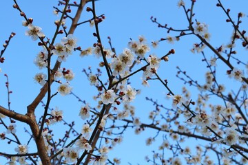 春の便り　梅の花　風景