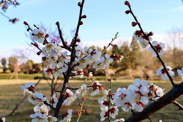 春の便り　梅の花　風景