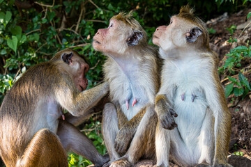 Japanese macaque monkeys in the wild in Sri Lanka