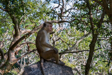 Fototapeta na wymiar Japanese macaque monkey in the wild in Sri Lanka