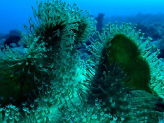 coral reef in the sea