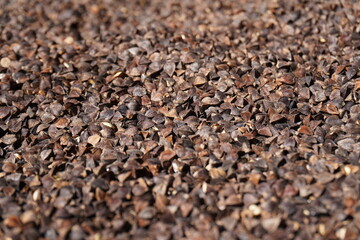 そばの実のクローズアップ/The close up of buckwheat's seed