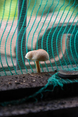Mushroom on window