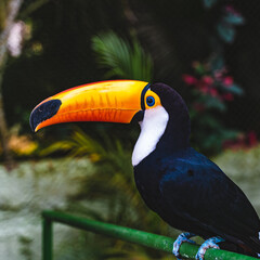 Toucan  em Marechal Floriano Zoo da montanha
