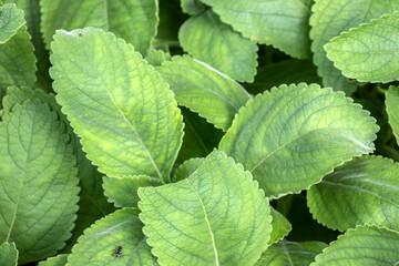 Selective focus of Boldo: Green plant named Boldo da Terra in Brazil. Plant used to make tea e produtos medicinais