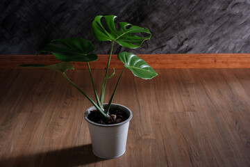 close-up of Monstera plant in white  pots on wooden floor decorate in room with shadow