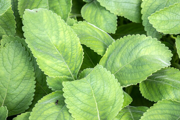Selective focus of Boldo: Green plant named Boldo da Terra in Brazil. Plant used to make tea e produtos medicinais