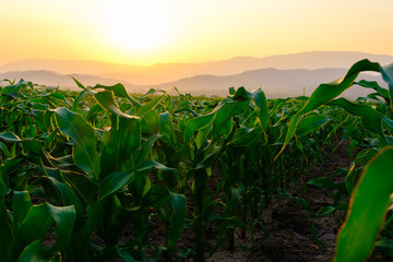 green corn field in agricultural garden and light shines sunset