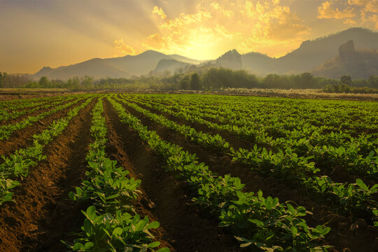 Landscape of peanuts plantation in countryside Thailand near mountain at evening with sunshine, industrial agriculture