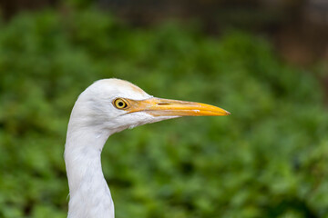 great white heron head portrait