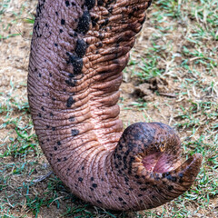 Elephant trunk closeup