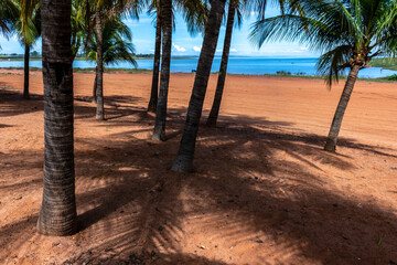 Palm trees on the sands of a river beach in Brazil