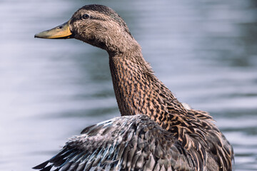 Canard sauvage ouvrant les ailles sur l'eau, jeune canard