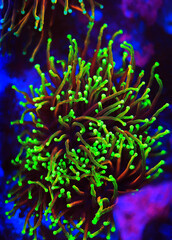 Fototapeta na wymiar Coral in Motion - Golden Euphyllia Torch LPS coral