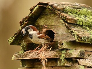 Sparrow birdhouse nesting moss wood
