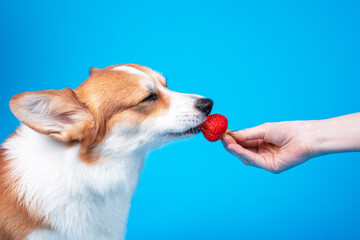 Owner gives juicy ripe strawberry to cute welsh corgi pembroke to eat on blue background, copy...