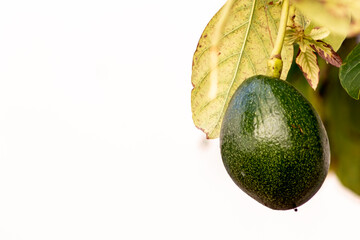 Ripe green Pomegranate Fruit on Tree Branch. The Foliage on the Background Bunch of fresh avocado ripening on an avocado tree branch in garden in Brazil, isolated in white background