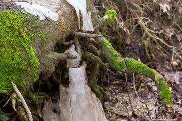Glace sur un arbre
