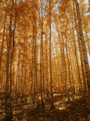 autumn in the forest