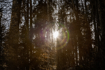 Soleil entre les arbres