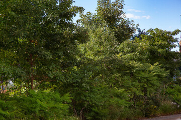 Fototapeta na wymiar A row of trees in the park