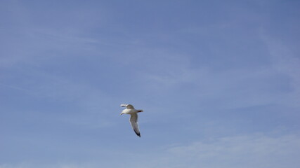 Birds flying over the sea